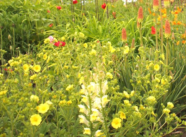 Potentilla recta - Fingerkraut (Saatgut)