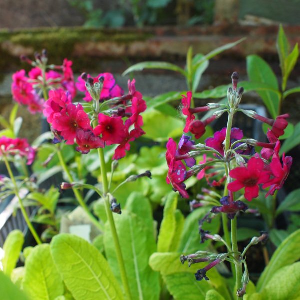 Primula pulverulenta - Mehlstaub-Primel
