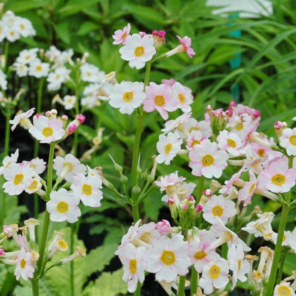 Primula japonica 'Appleblossum' - Etagen-Primel (Saatgut)