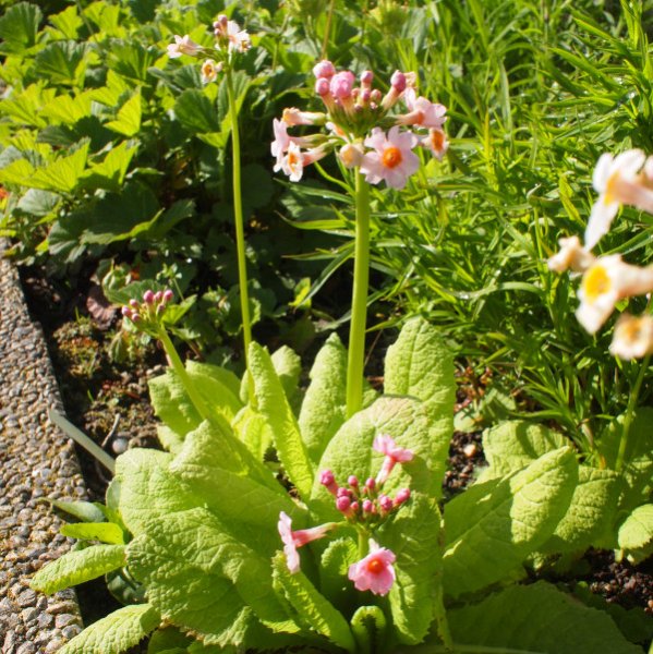 Primula japonica 'Appleblossum' - Etagen-Primel (Saatgut)