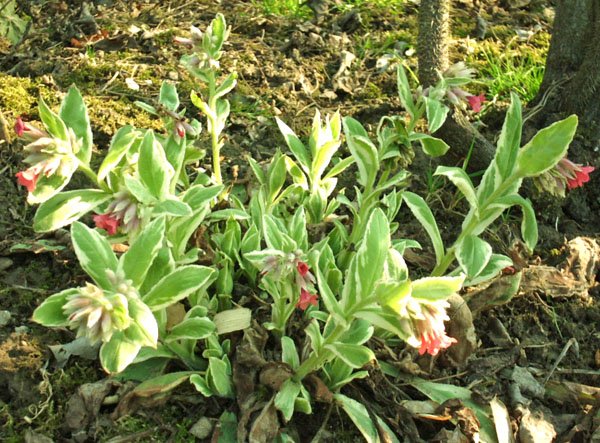 Pulmonaria rubra 'David Ward' - Lungenkraut