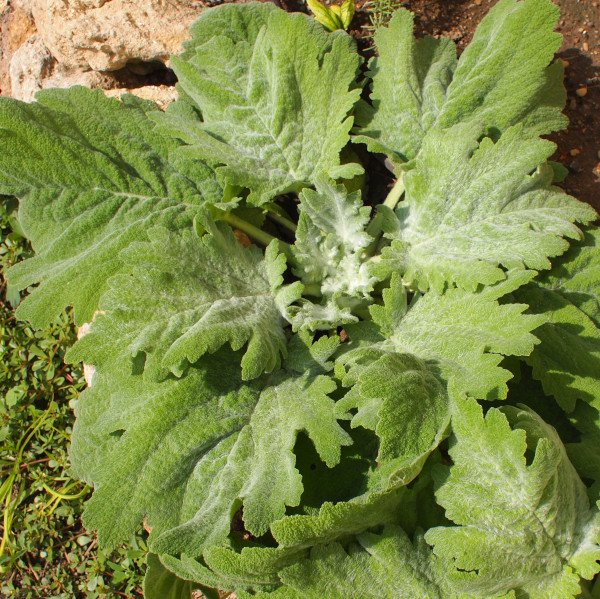Salvia aethiopis - Woll-Salbei (Saatgut)