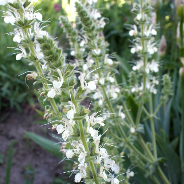 Salvia austriaca - Österreichischer Salbei (Saatgut)