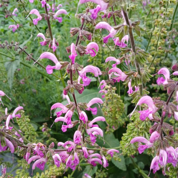 Salvia pratensis 'Pink Bulldozer' - Wiesen-Salbei