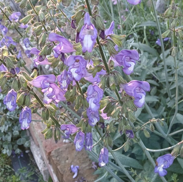 Salvia ringens - Griechischer Salbei