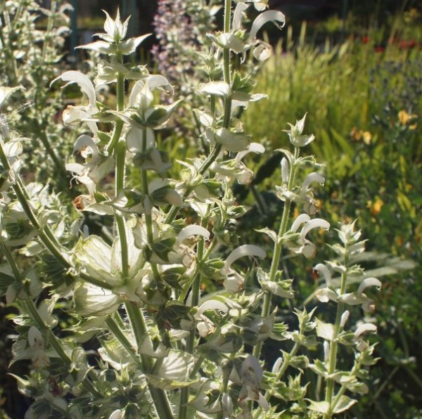 Salvia sclarea, weiß - Muskateller-Salbei