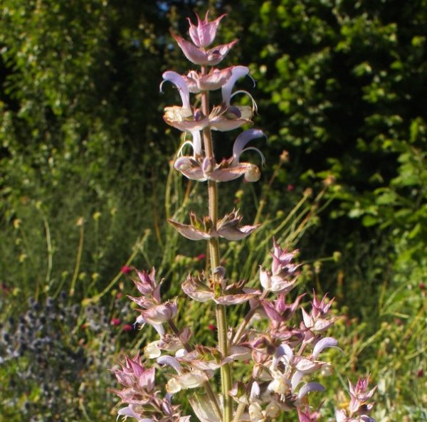 Salvia sclarea - Muskateller-Salbei