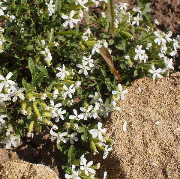 Saponaria ocymoides 'Snow Tip' - Seifenkraut