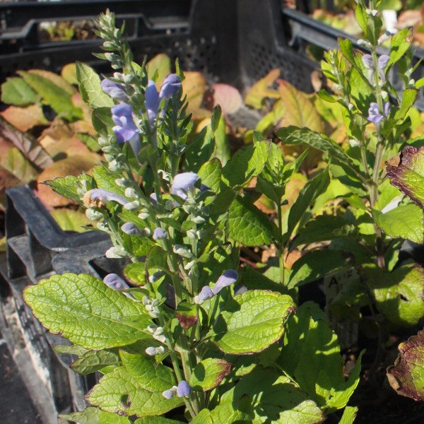 Scutellaria incana - Herbst-Helmkraut