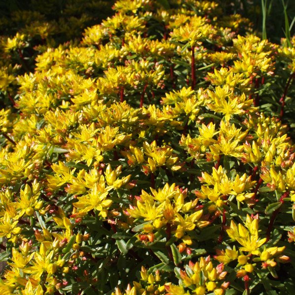 Sedum floriferum 'Weihenstephaner Gold' - Fetthenne