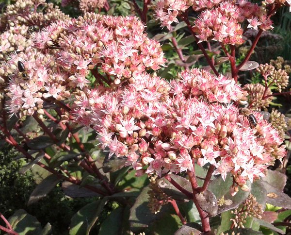 Sedum telephium 'Matrona' - Hohe Fetthenne