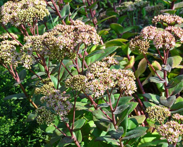 Sedum telephium 'Matrona' - Hohe Fetthenne