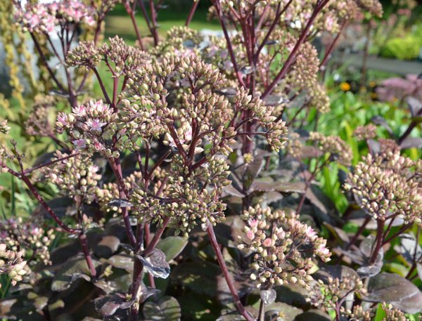Sedum telephium 'Matrona' - Hohe Fetthenne