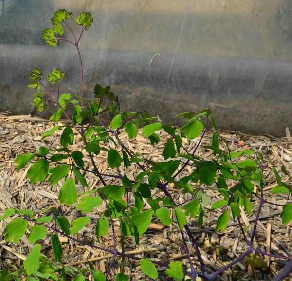 Thalictrum aquilegifolium 'Mali me Gropa' - Akeleiblättrige Wiesenraute (Saatgut)