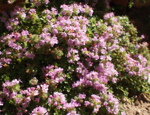 Thymus serpyllum 'Elfin' - Thymian
