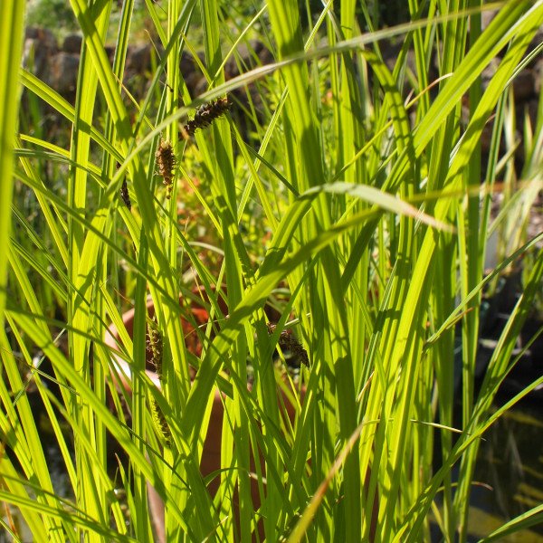Carex acuta - Schlanke Segge