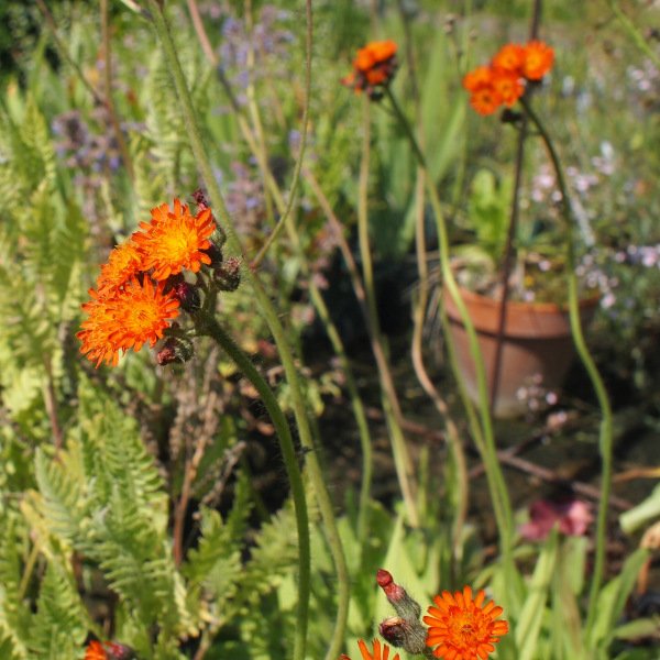 Hieracium aurantiacum - Habichtskraut