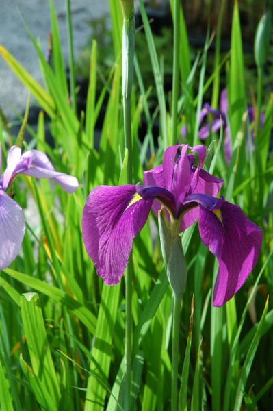 Iris ensata - Japanische Sumpf-Schwertlilie