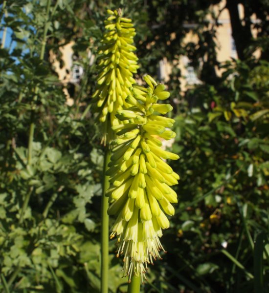 Kniphofia citrina - Fackellilie