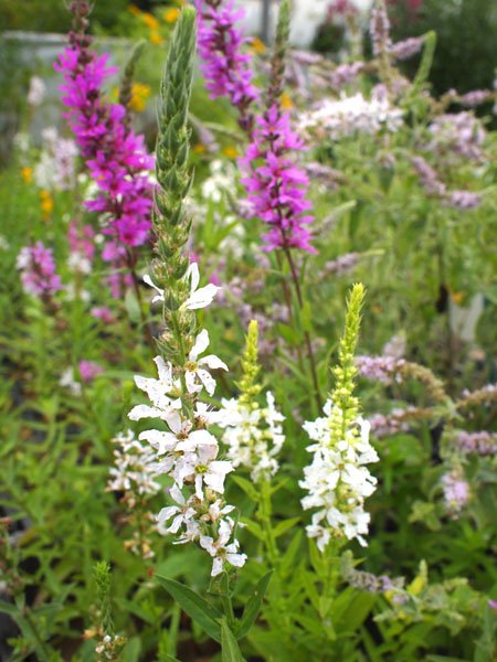 Lythrum salicaria Happy Lights - Blutweiderich
