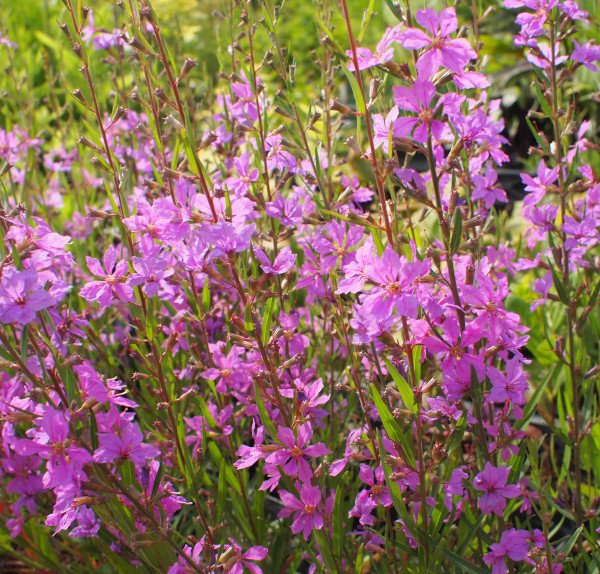 Lythrum virgatum 'Helene' - Ruten-Weiderich