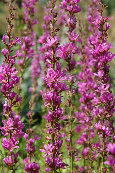 Lythrum salicaria Sämlinge aus der Gärtnerei - Blutweiderich (Saatgut)