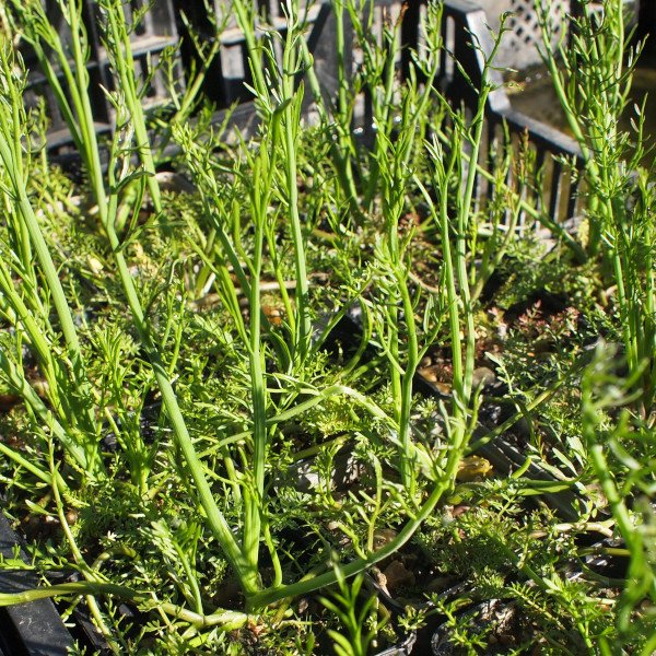 Oenanthe aquatica - Großer Wasserfenchel