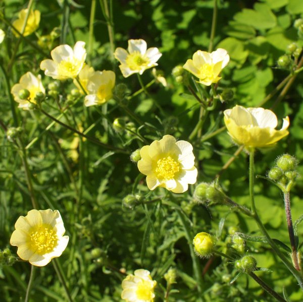 Ranunculus acris 'Citrinus' - Scharfer Hahnenfuß (Saatgut)