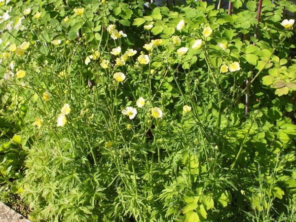 Ranunculus acris 'Citrinus' - Scharfer Hahnenfuß (Saatgut)