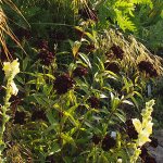 Dianthus barbatus 'Nigrescens' - Dunkle Bartnelke (Saatgut)