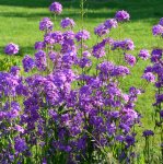 Hesperis matronalis - Nachtviole Lila-Violett (Saatgut)
