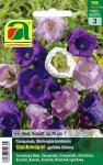 Marienglockenblume Glockenspiel (Campanula medium)