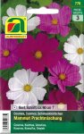 Cosmea Mammut Prachtmischung (Cosmos bipinnatus)