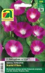 Trichterwinde Scarlet O'Hara (Ipomoea tricolor)