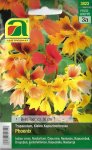 Kapuzinerkresse Phoenix (Tropaeolum minus)