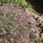 Acantholimon caryophyllaceum - Igelpolster