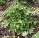 Alchemilla erythropoda - Kleiner Frauenmantel