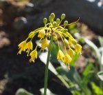Allium flavum - Gelber Lauch