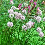 Allium Hybr. 'Summer Beauty' -  Zier-Lauch
