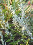Artemisia ludoviciana - Silberraute