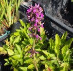 Betonica officinalis - Echter Ziest