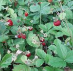 Fragaria vesca var. vesca - Wald-Erdbeere