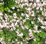 Geranium x cantabrigiense 'Saint Ola' - Storchschnabel