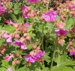 Geranium macrorrhizum 'Bevan's Variety' - Storchschnabel