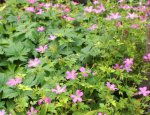 Geranium gracile 'Sirak' - Storchschnabel