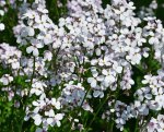 Hesperis matronalis - Nachtviole Weiß (Saatgut)
