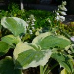 Hosta x cultorum 'American Halo' - Funkie