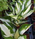 Hosta 'Fire and Ice' - Funkie