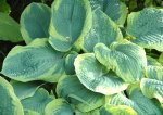 Hosta sieboldiana 'Frances Williams' - Funkie