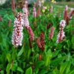 Persicaria affinis 'Darjeeling Red' - Knöterich